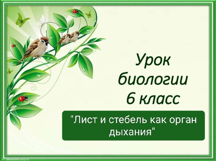 Был проведён урок биологии в рамках предметной недели.